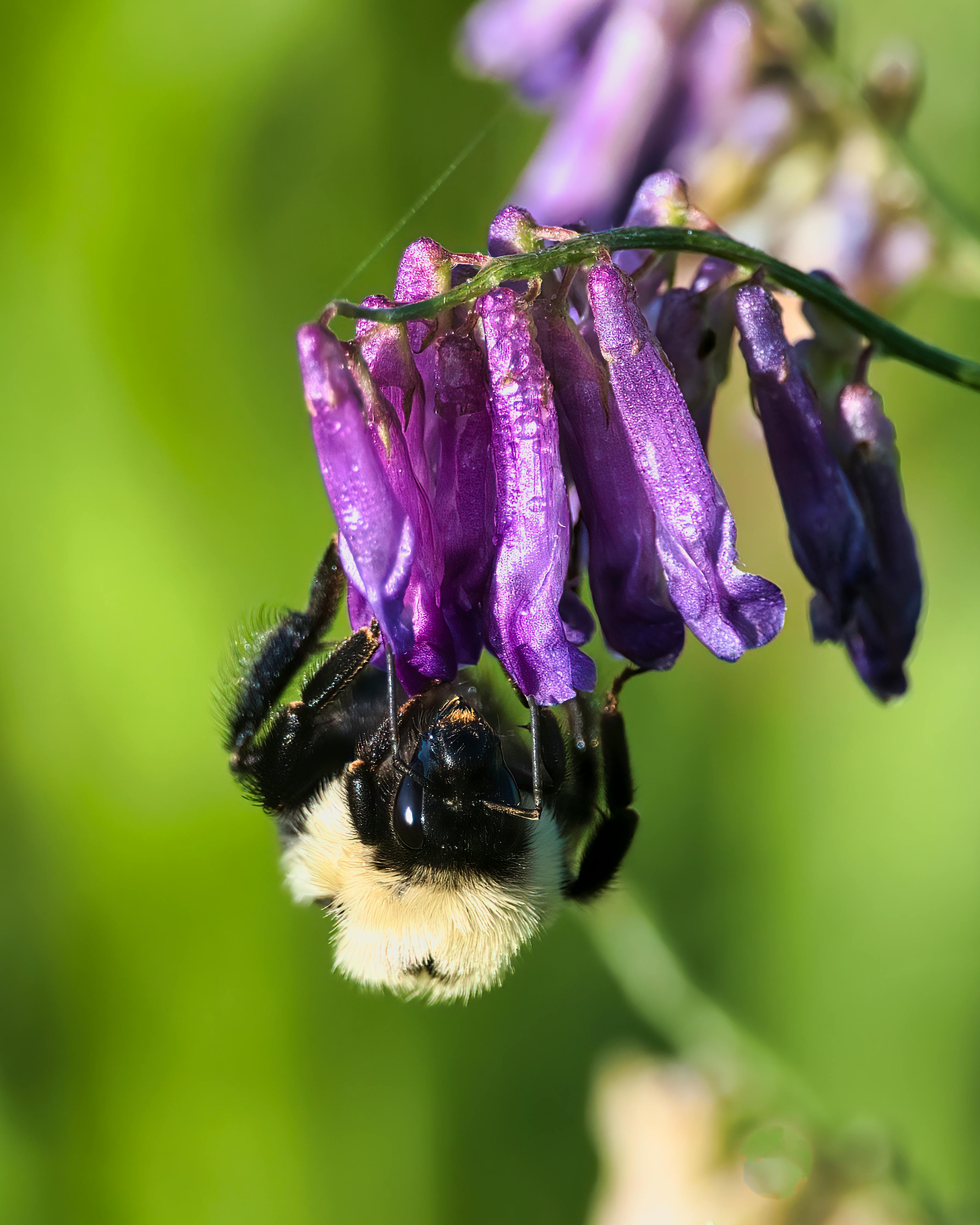 Detailed close-up of a bumblebee collecting nectar from a vibrant purple flower, highlighting pollination.