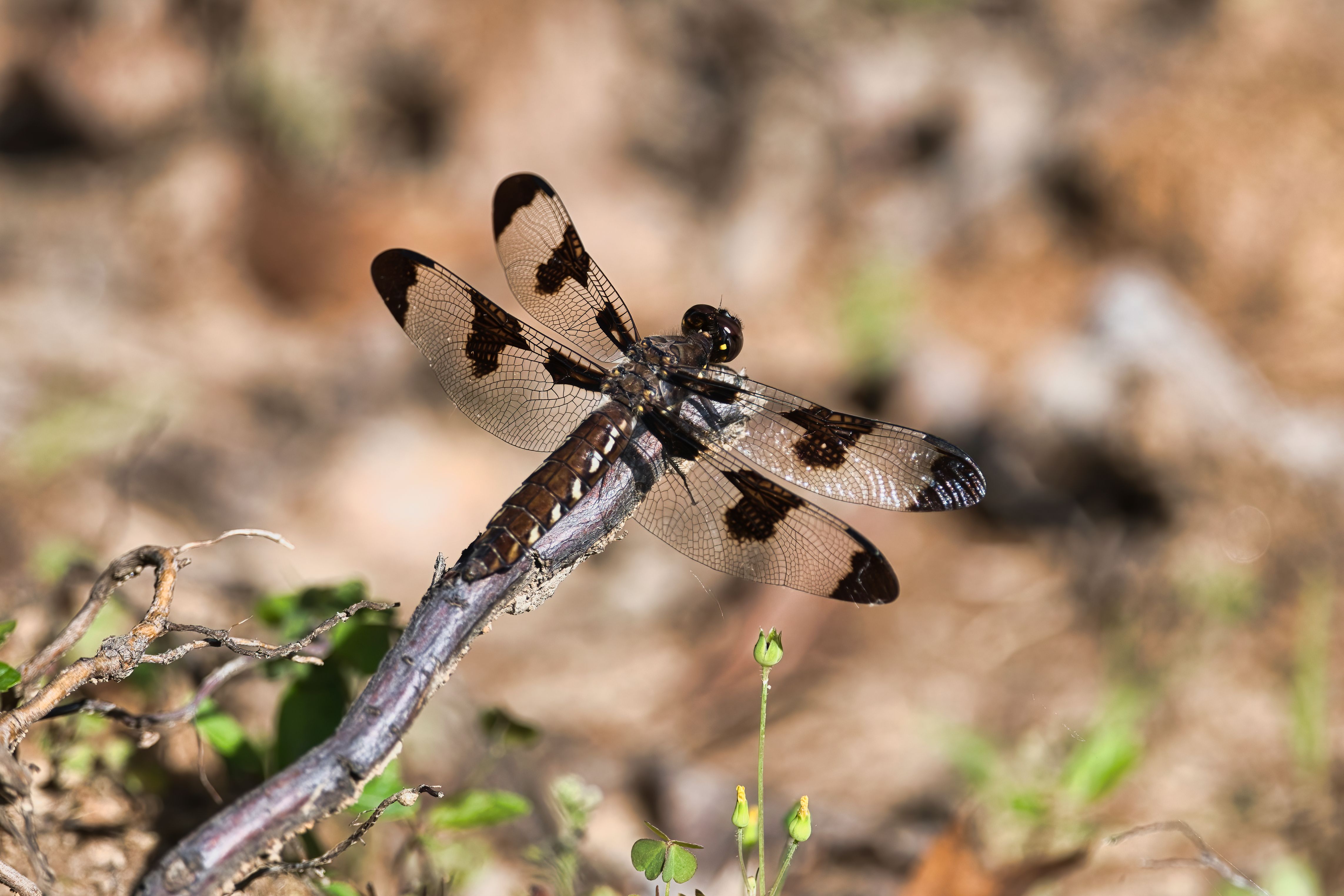Close-up of a Dragonfly Sitting on a Stick · Free Stock Photo