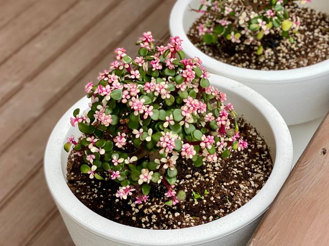 Jade plant with delicate blossoms