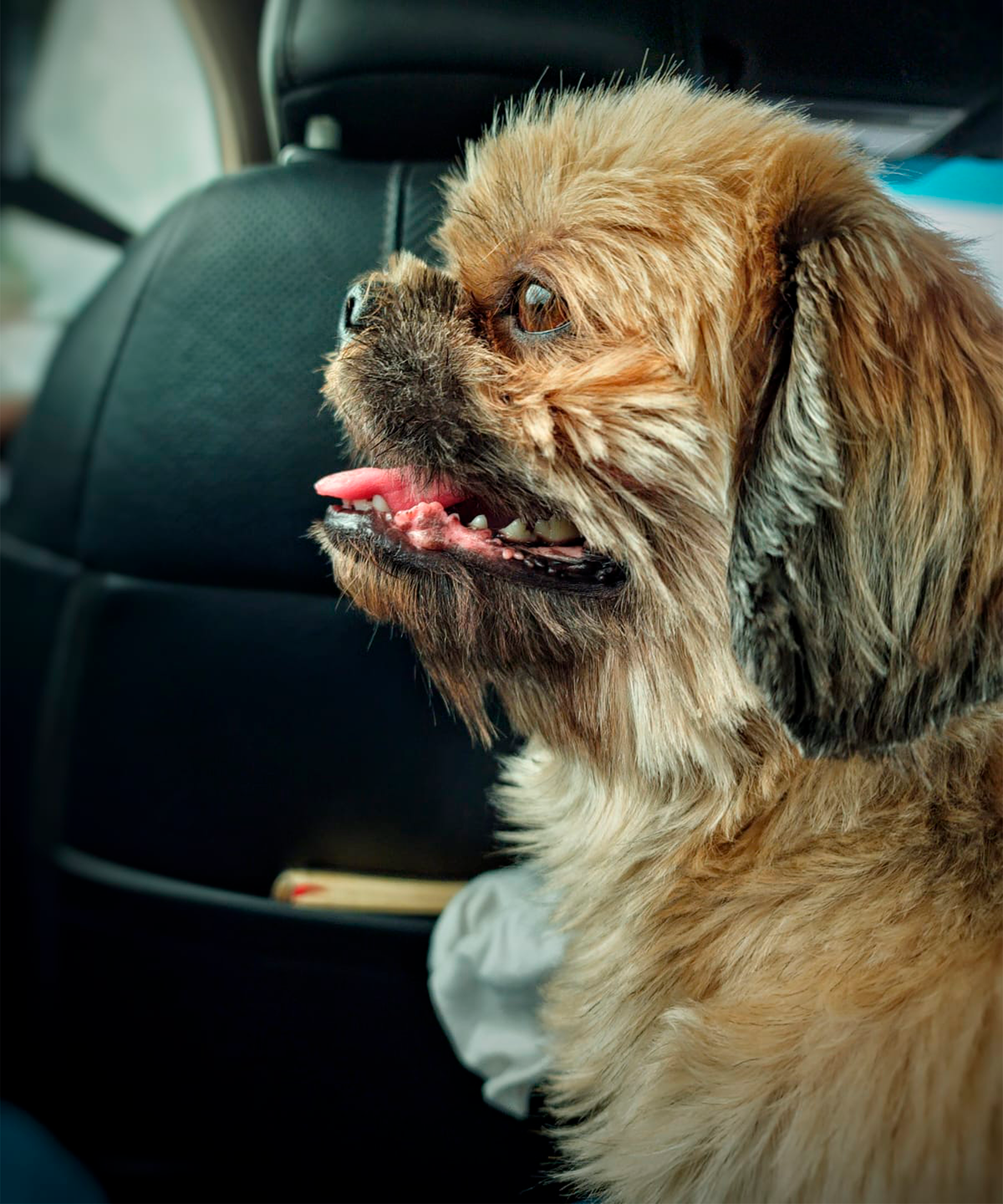 Charming Lhasa Apso dog enjoying a car ride, showcasing its fluffy fur and joyful expression.