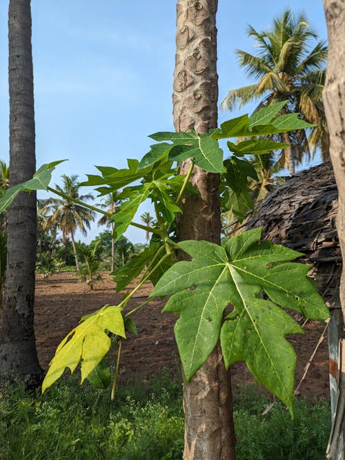 Papaya Leaves 