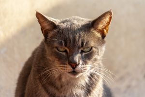 Cat stock photo used for demo profile Pebble