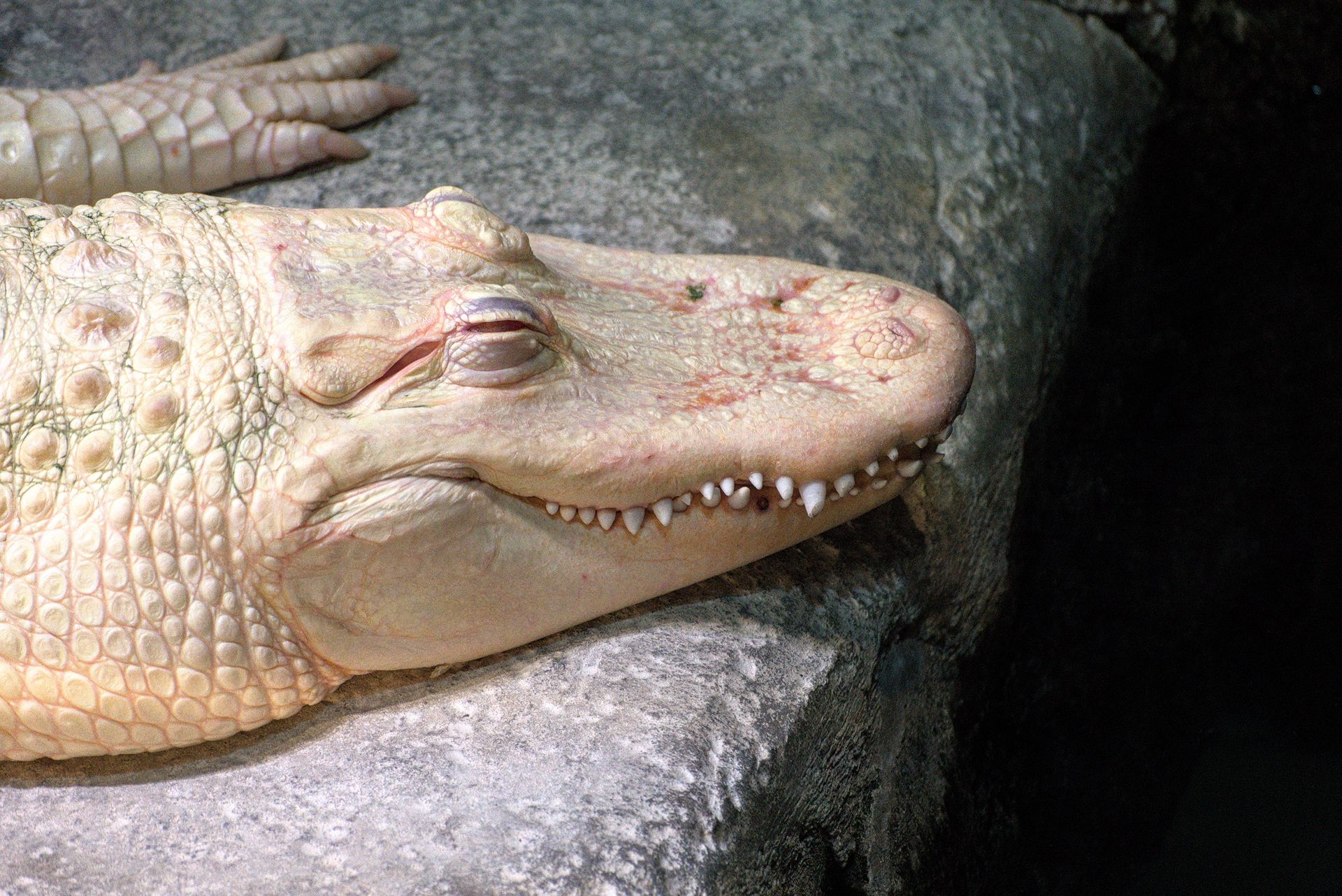 Sunbathing Albino Alligator