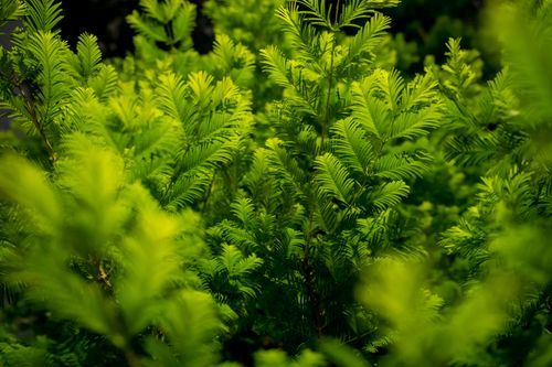 Free Vibrant green plant leaves in a serene outdoor environment showcasing nature's abundance. Stock Photo