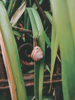绿叶上蜗牛的宏观特写镜头，在自然户外环境中
