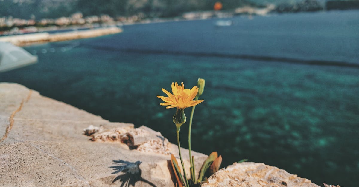 Budva