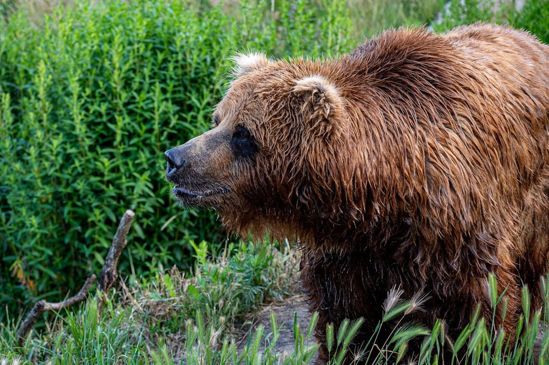Free Brown Bear on Green Grass Stock Photo
