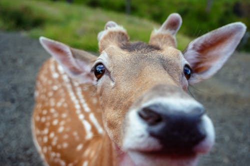 Free Brown Deer on Open Field Stock Photo