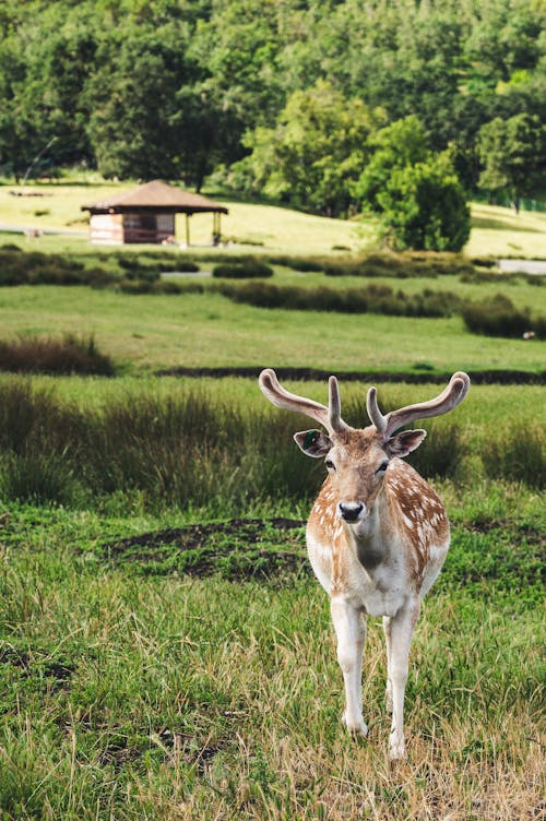 Imagine de stoc gratuită din animal, arbori, câmp