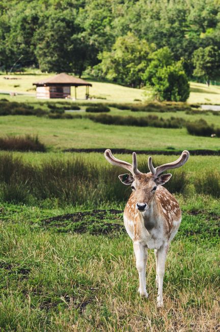 A deer with unique antlers stands in a picturesque grassy field, set against a lush, tree-lined backdrop.