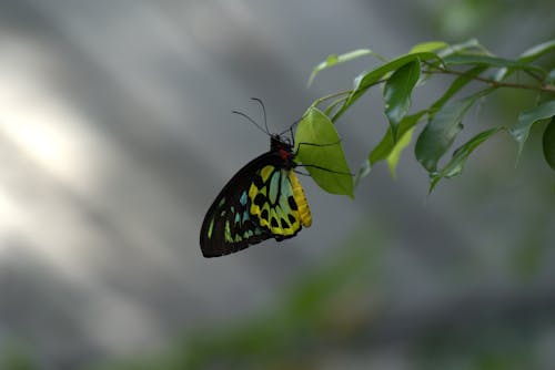 Immagine gratuita di colorato, farfalle, giallo