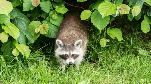 Immagine gratuita di albero, ambiente, animale