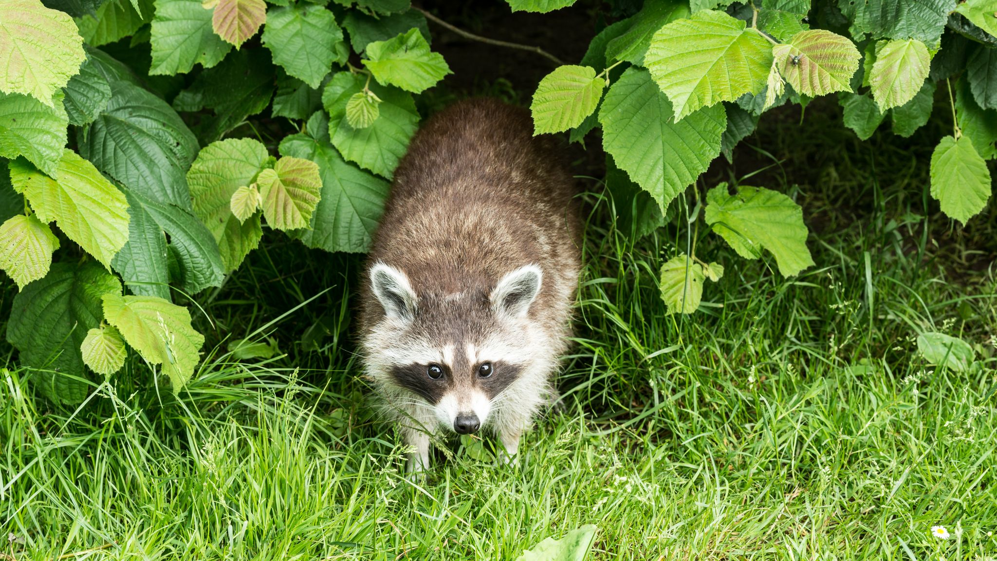 Limburg waarschuwt voor 'serieuze plaag' van wasberen in Nederland