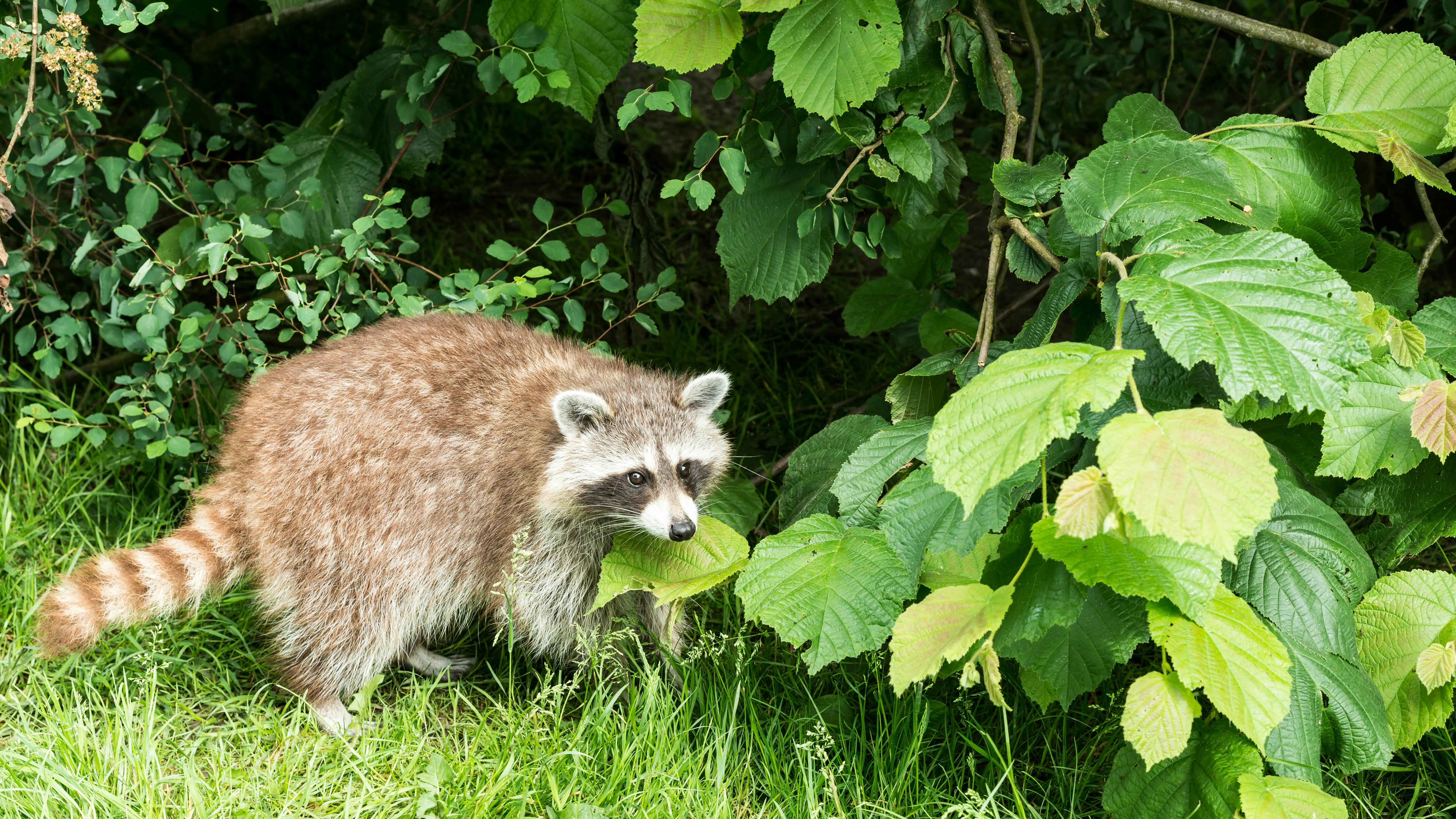 Raccoon in Forest