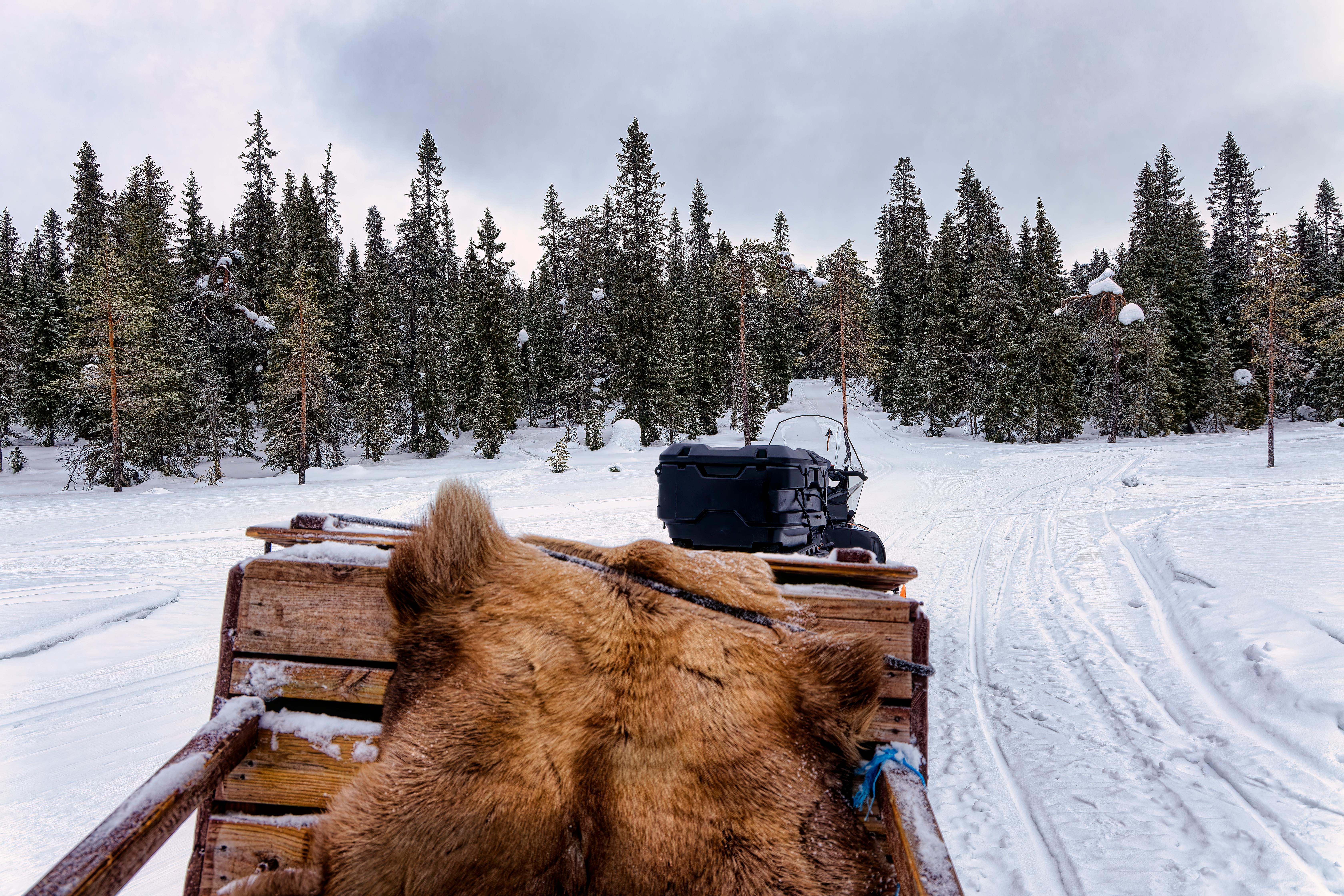 Explore a snowy evergreen forest on a snowmobile with a rustic wooden trailer in winter.