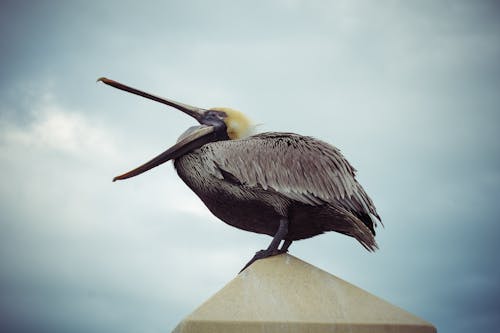 Burung Pelikan