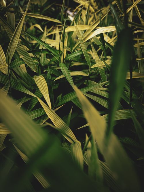 Free Close-up view of lush greenery with various leaves and grass, showcasing nature's intricate details. Stock Photo