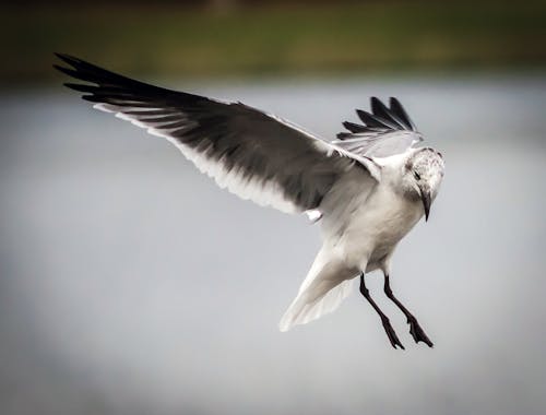 Foto stok gratis abu, air, bangsa burung