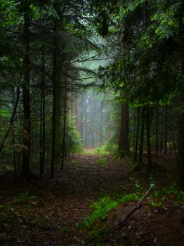 A serene footpath meandering through a misty evergreen forest, capturing nature's tranquility.