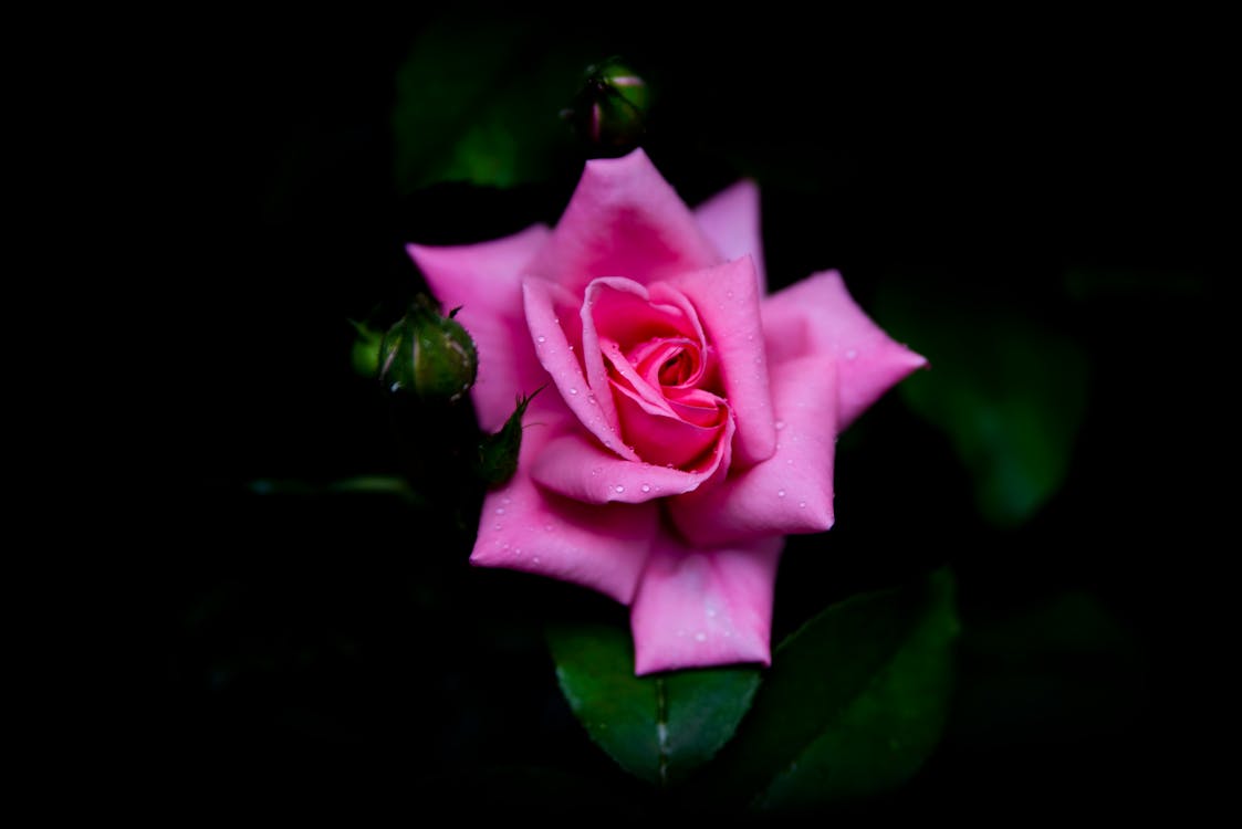 Close-up photo of a pink rose in bloom
