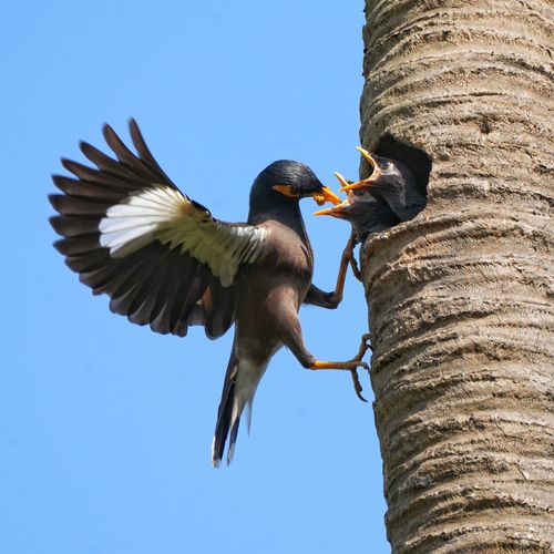 Free Close-up of myna birds in a tree, with parent feeding chicks in a natural setting. Stock Photo