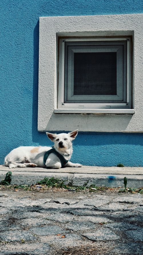 Free Adorable corgi relaxing outside a blue building in Bozcaada, Türkiye. Stock Photo