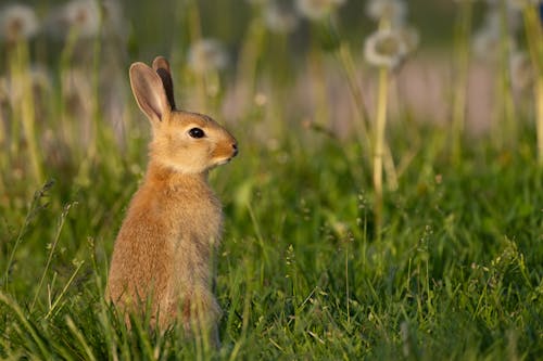 Rabbit Standing in Grass