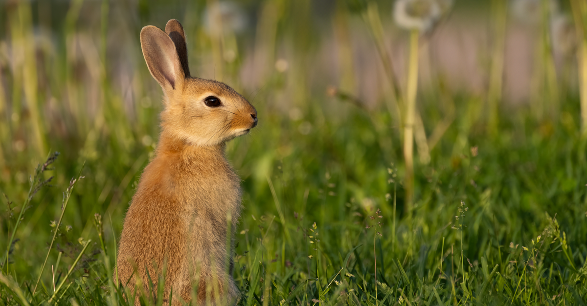 Rabbit Standing in Grass · Free Stock Photo