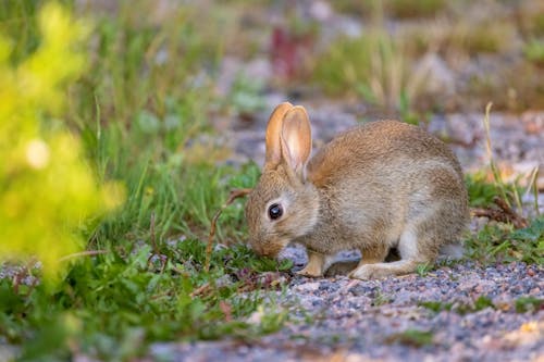 Kaninchenbaby, Juni 2024, Espoo, Finnland