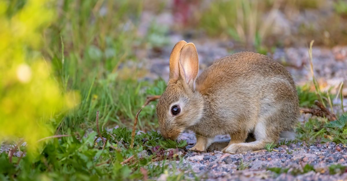 Close-up of a Baby Rabbit · Free Stock Photo