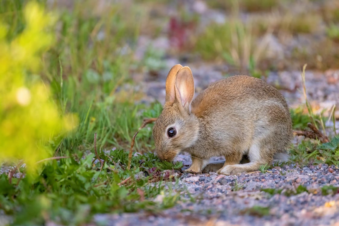 Close-up of a Baby Rabbit · Free Stock Photo