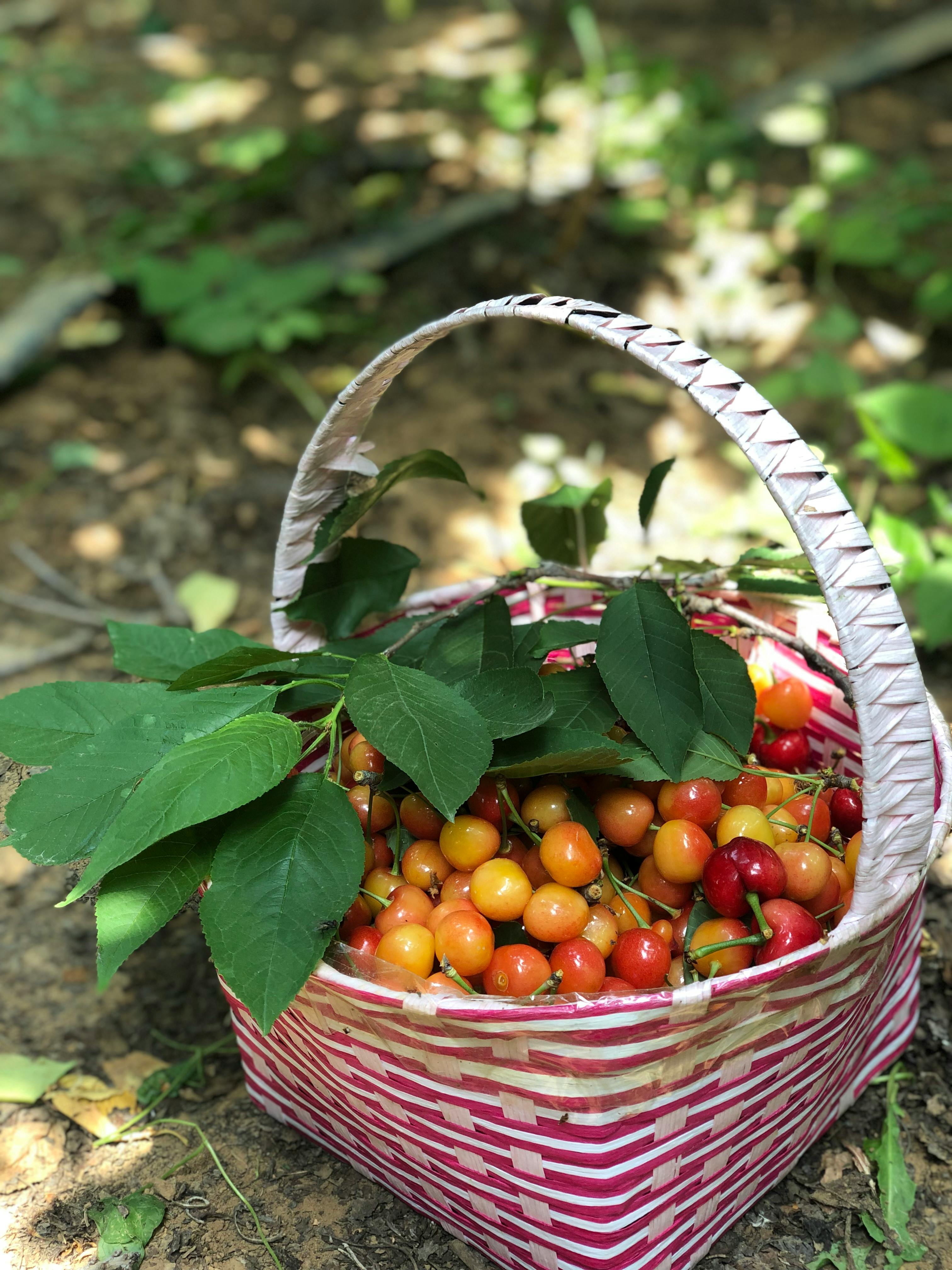Close-up of a basket filled with ripe cherries and green leaves under sunlight, conveying freshness.