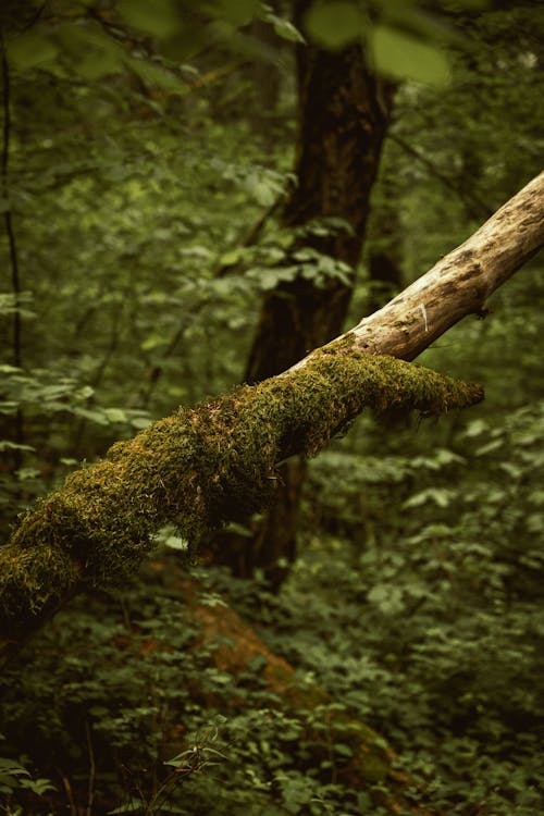 Fotobanka s bezplatnými fotkami na tému cestovať, dažďový prales, denné svetlo