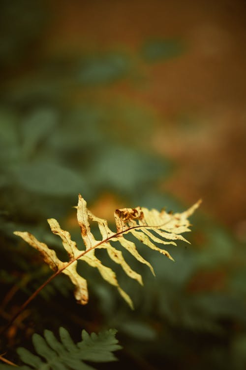 가벼운, 공원, 꽃의 무료 스톡 사진