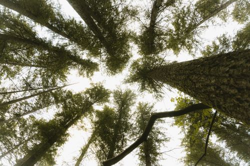 Free Looking up at towering conifer trees in a serene forest provides a sense of peace. Stock Photo