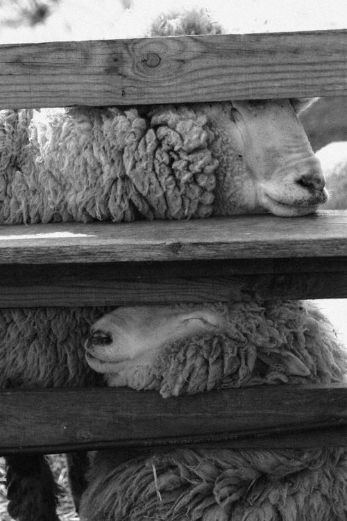 Free Artistic monochrome photo of sheep resting on a rustic farm fence. Stock Photo