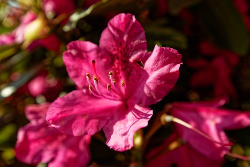 Free Beautiful close-up shot of a pink azalea bloom with sunlight highlighting its delicate petals. Stock Photo