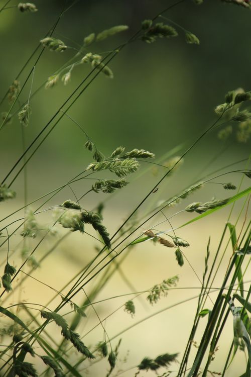 Free Detailed view of summer meadow grass, focusing on lush green textures. Stock Photo