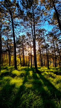 A beautiful summer forest scene with sunlight streaming through the pine trees.
