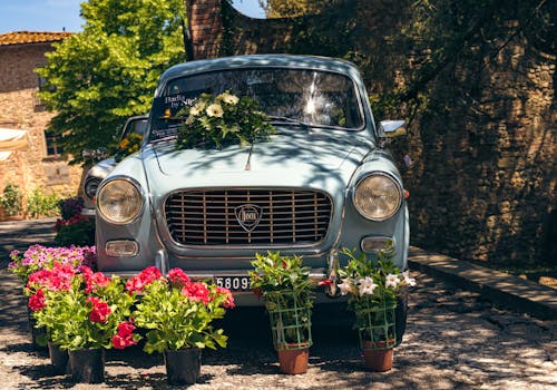 Безкоштовне стокове фото на тему «blumen, blüten, fest»