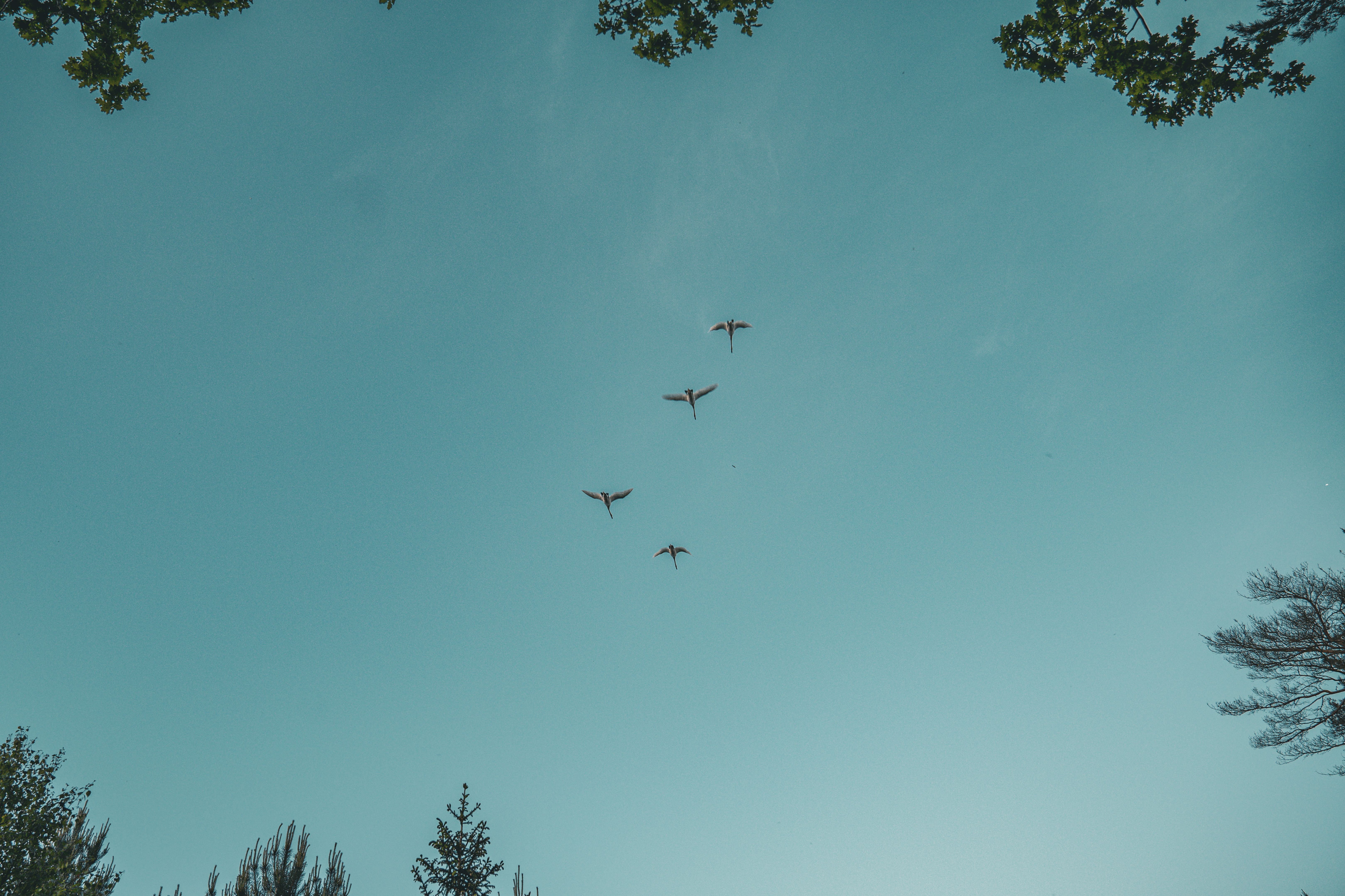 A group of airplanes flying in the sky · Free Stock Photo