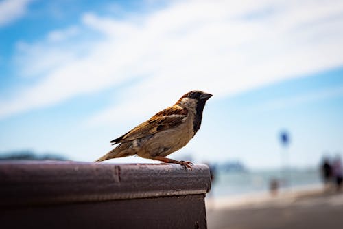 Close-Up Photo of Sparrow
