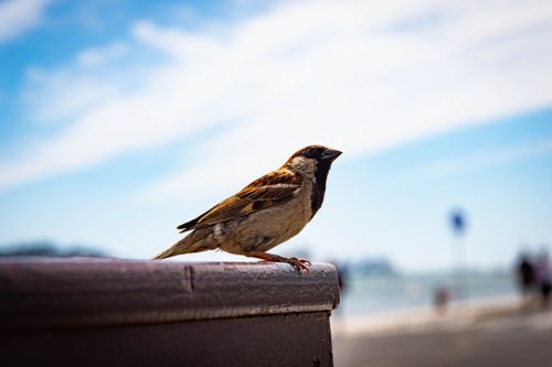 Free A detailed image of a sparrow perched on a wooden surface against a blurred Lisbon waterfront background. Stock Photo