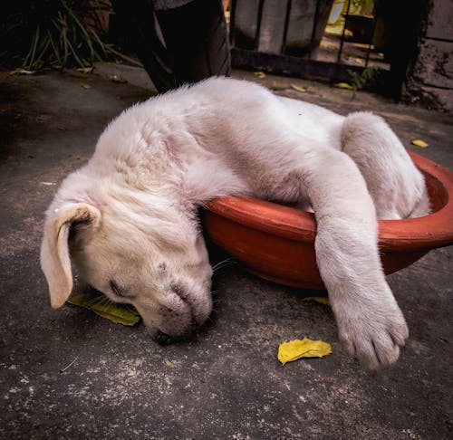 Základová fotografie zdarma na téma doma, domácí mazlíček, pes