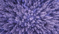 航拍照片展示了挪威霜冻常绿森林的冬季景观，令人惊叹