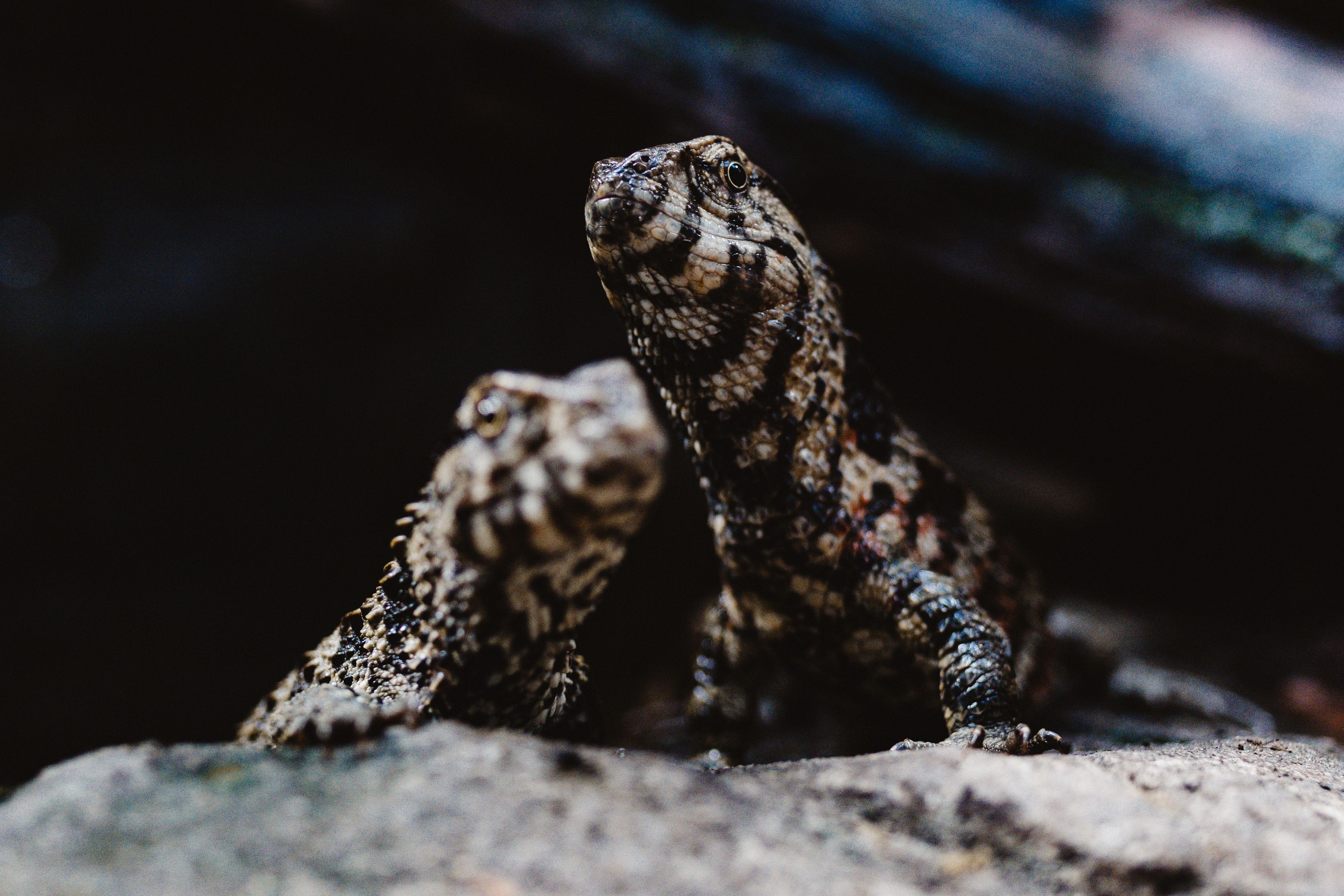 Lizards in Nature · Free Stock Photo