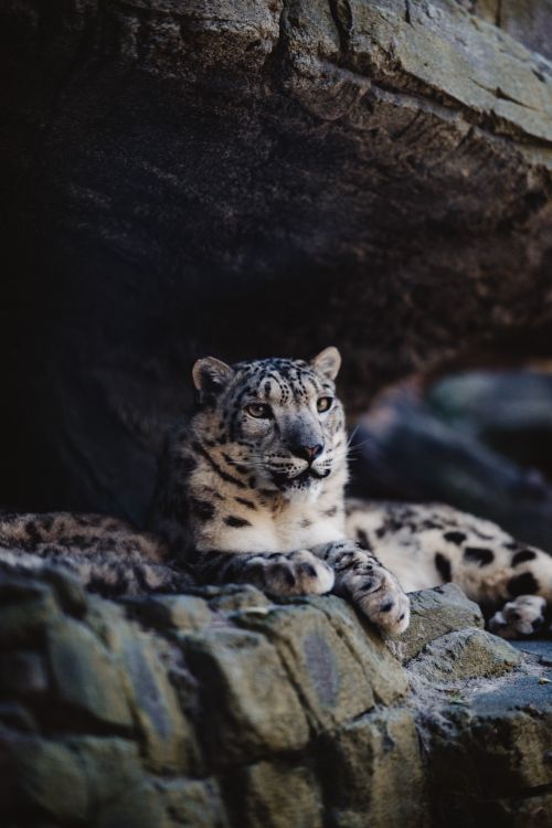 Free Snow leopard peacefully lying on rocks in a natural setting, captured in Berlin's wilderness. Stock Photo