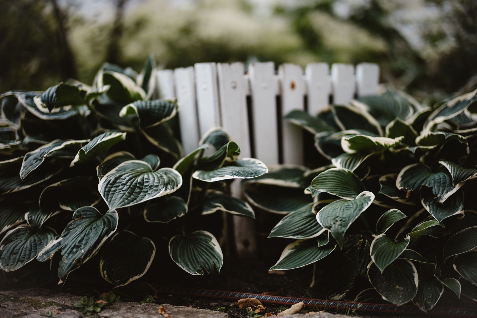 hydrangea covered with horticultural fleece, hosta under a cloche