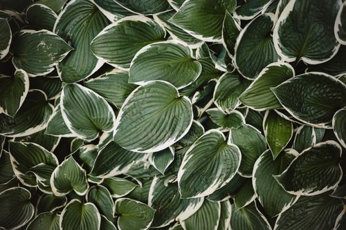 Free A top view of lush green and white variegated hosta leaves showcasing natural beauty in a Berlin garden. Stock Photo