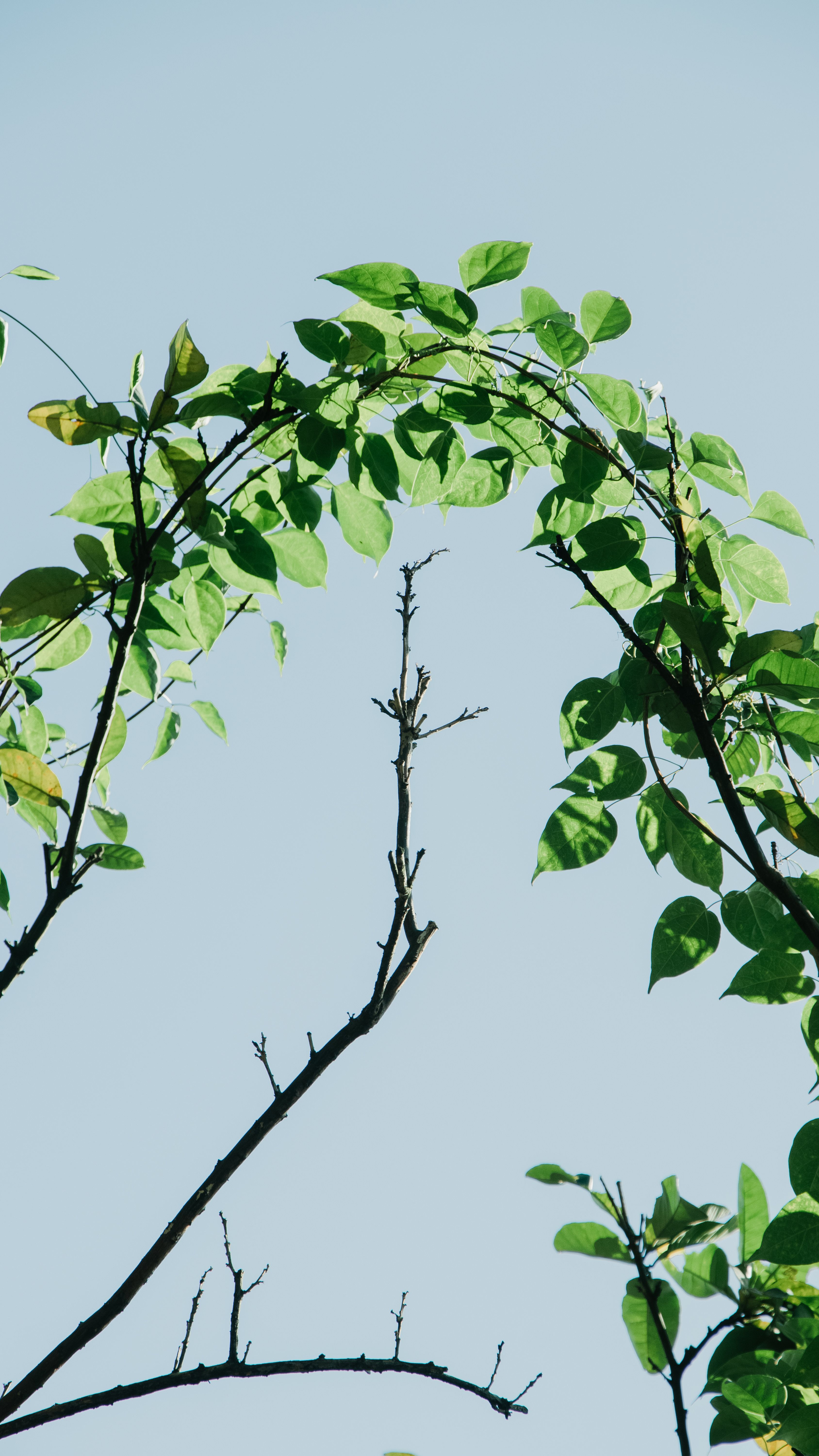 A tree with green leaves and branches against a blue sky · Free Stock Photo